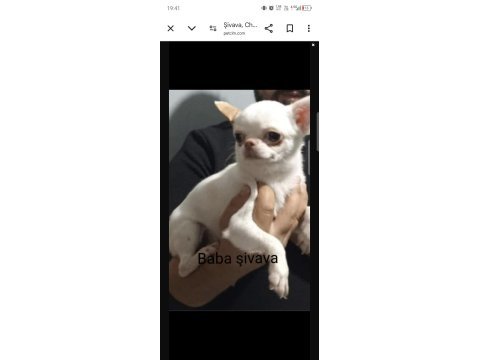 Şivava (chihuahua) yavruları