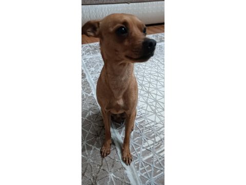 Minyatür pinscher