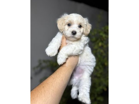 Irk ve sağlık garantili maltipoo