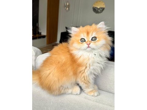 Golden british longhaır safkan