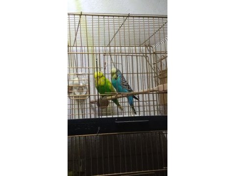 Jumbo çift muhabbet kuşu