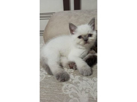 Prensesimiz dişi blue point british shorthair
