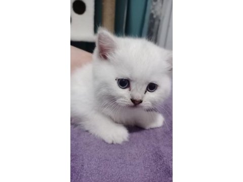 Kedilerimiz yeni yuvalarına gitmeye hazırdır