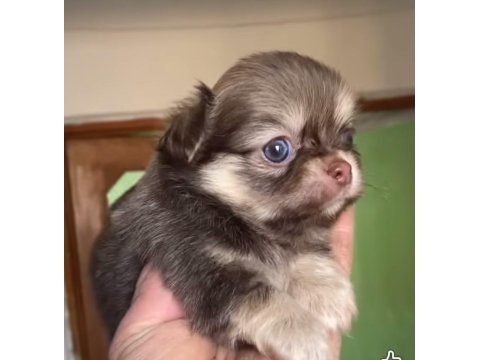 Tatlı şivava chihuahua köpeğimiz