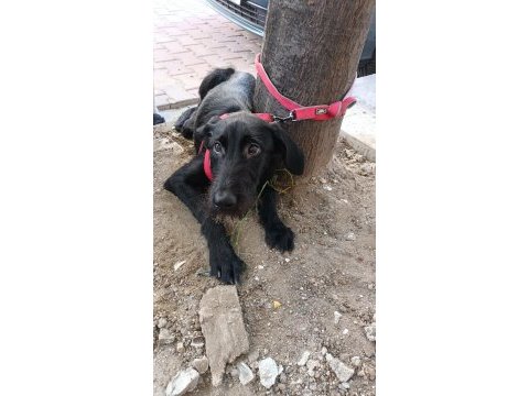 Sokağa terk edilmiş dişi golden retriever