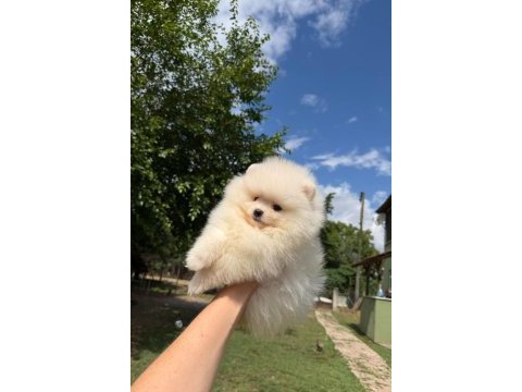 Orjinal pomeranian boo