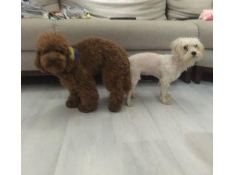 Mükemmel kalitede maltipoo yavrularımız