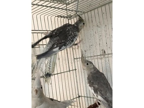 Cf pearl bir erkek ve bir dişi 6 aylık