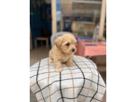2.5 aylık maltipoo sahiplendirme ped eğitimli