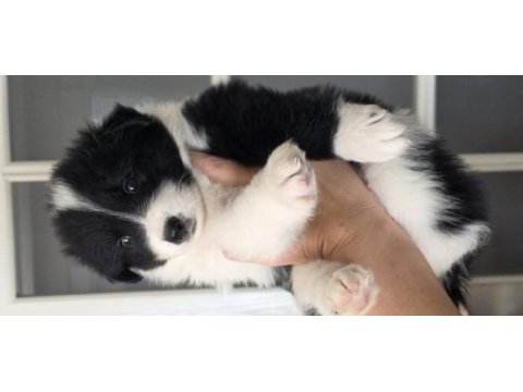 Çok özel border collie yavrular