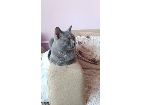 British shorthair kedimiz
