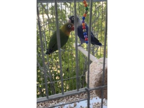 Eşli cennet papağanı klasik erkek mavi dişi