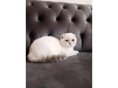 Yetişkin scottish fold kızlarımız yeni yuvasını arıyor