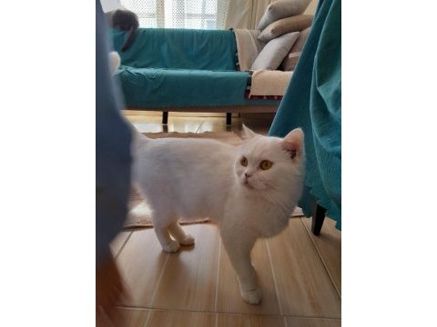 British longhair kedisi