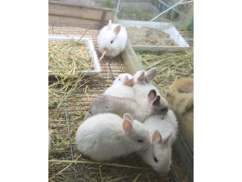 Cüce netherland dwarf tavşanlar