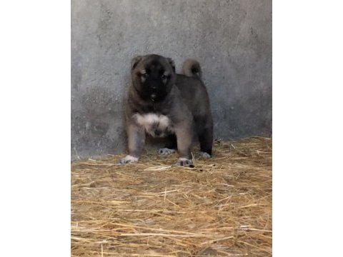 Kaliteli kangal yavrular