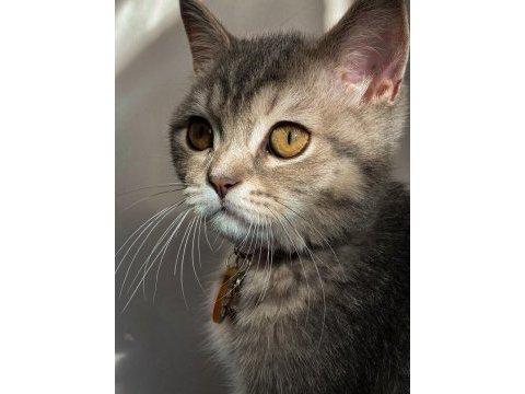 British shorthair 3,5 aylık dişi