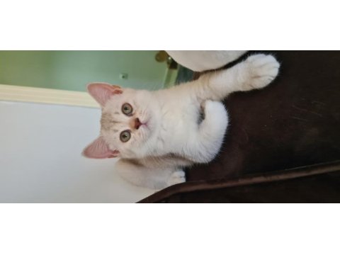 Bursa yavru british shorthair kedisi