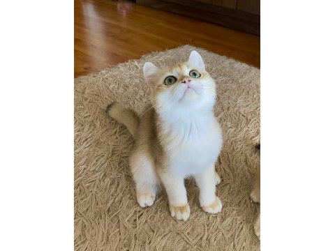 Golden british shorthair erkek yavrumuz