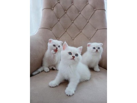 Harika scottish fold yavrularımız