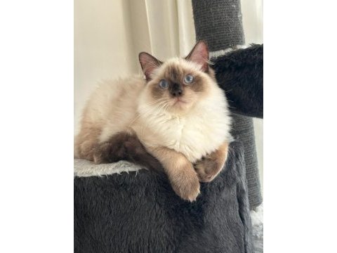 Ücretsiz sahiplendirilecek erkek ragdoll 15 aylık