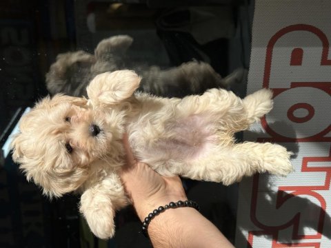 Aşılı orjinal maltipoo