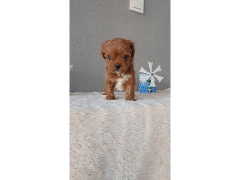 Kore toy poodle