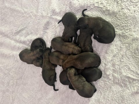 Belçika malinois