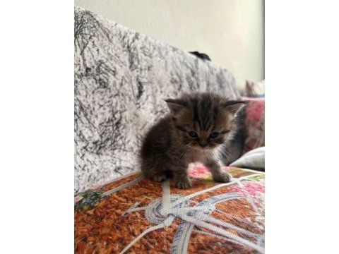 Yavru kedilere sıcacık yuvalar arıyoruz!