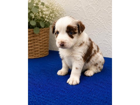 Zeka küpü border collie yavruları