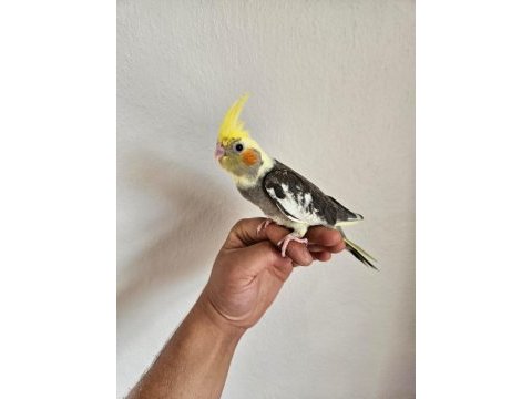 Yavru sultan papağanı