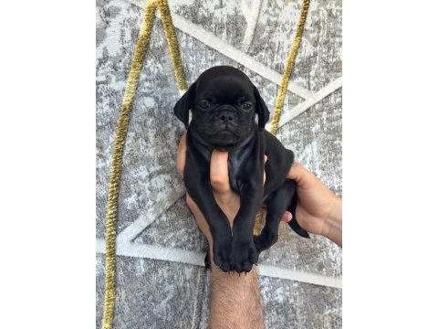 Dişi erkek pug yavruları kredi kartı geçerlidir