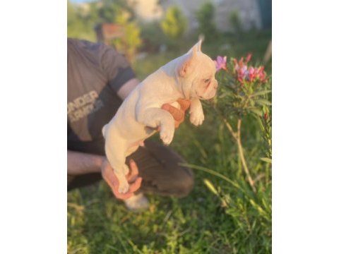 Vip üretim french bulldog