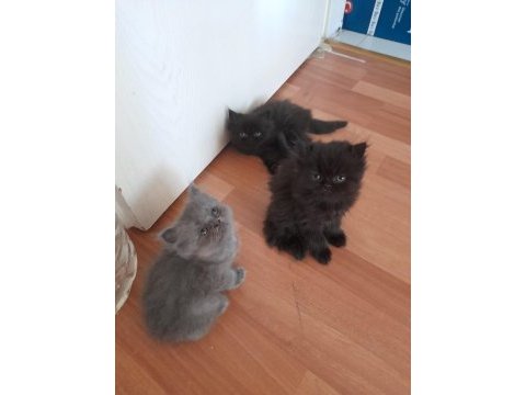 Chinchilla yavrularımız yeni yuvalarını bekliyor