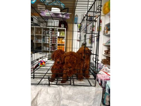 Red brown toy poodle yavrularımız