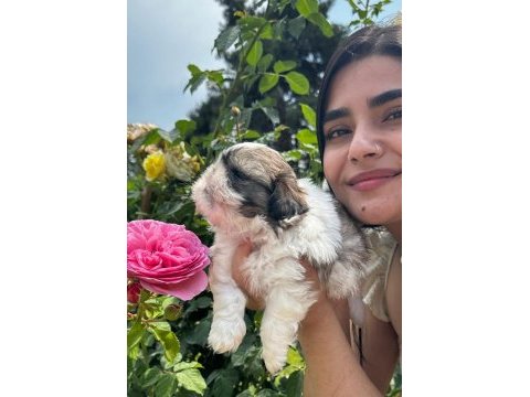 Sevimli şitsu ( shih tzu) yavrularımız