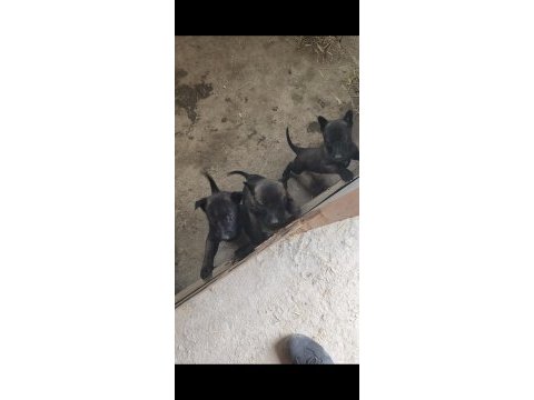 Safkan black malinois