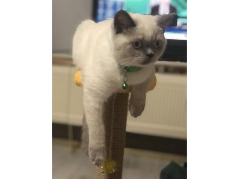 Uysal ve sevimli british shorthair
