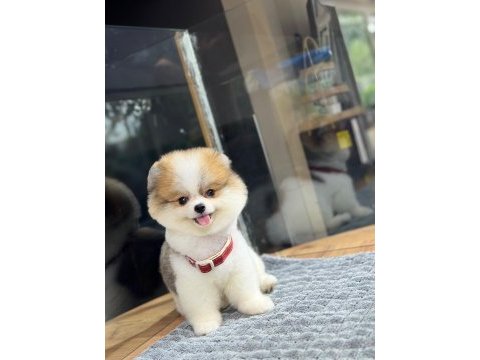 Sağlık ve ırk garantili pomeranian köpeği