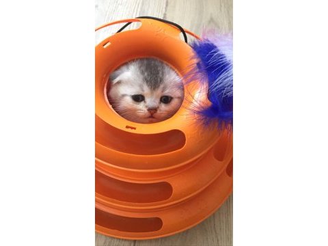 Silver shaded scottish fold baba şecereli