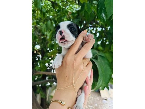 Irk ve sağlık garantili french bulldog yavrularımız
