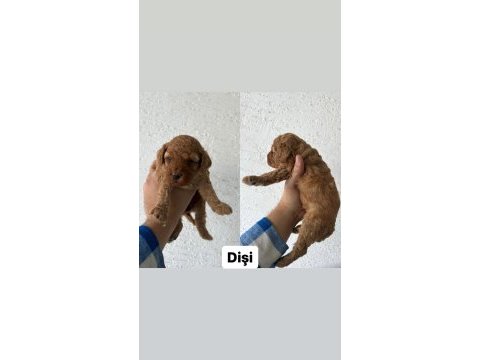 Ev ortamında büyüyen yavrular ırk ve sağlık garantili poodle