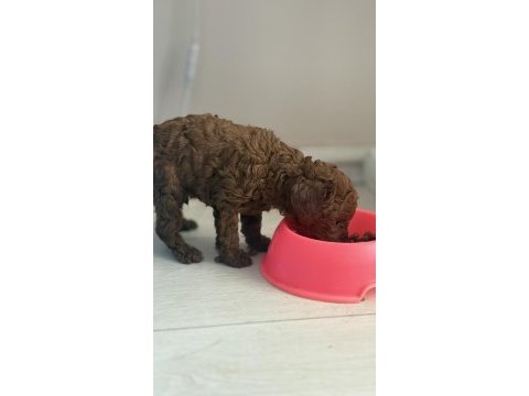 Poodle bebeklerimiz