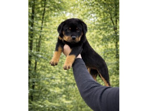 Üst kalite heybetli rottweiler yavrular