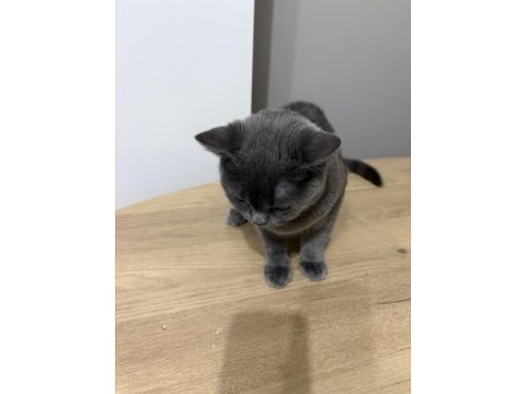 British shorthair 4 buçuk aylık oğlumuza yuva arıyoruz
