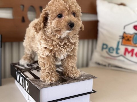 Petmode den tea cup kore maltipoo yavrumuz