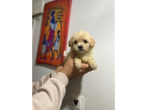 Her renk maltipoo yavrumuzu canlı görebilirsiniz