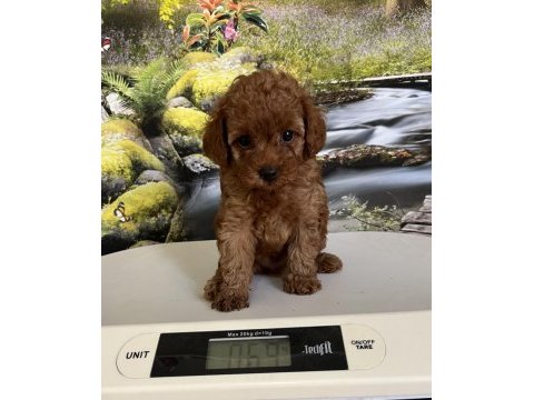 Çok tatlı, teacup poodle yavrusu