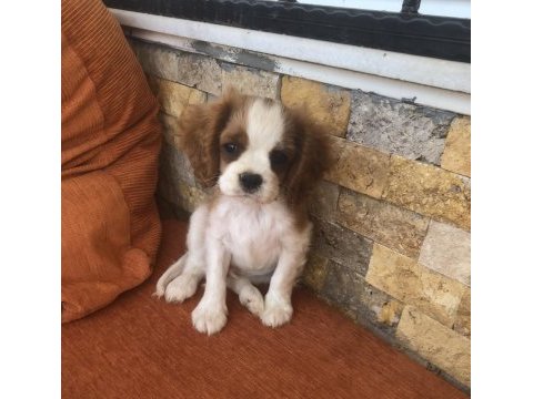 A plus kaliteli cavalier king charles bebekler