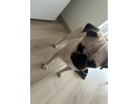 Çok güzel dost canlısı ev bakımına uygub